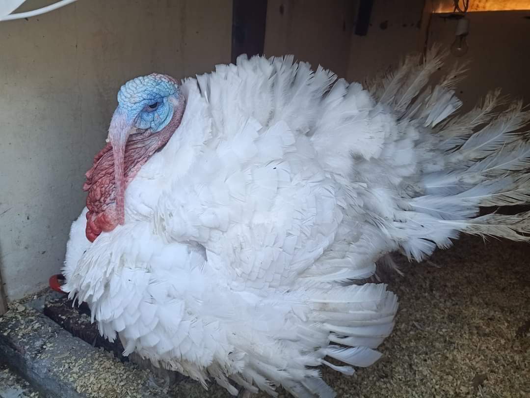 فوائد لحم الديك الرومي 